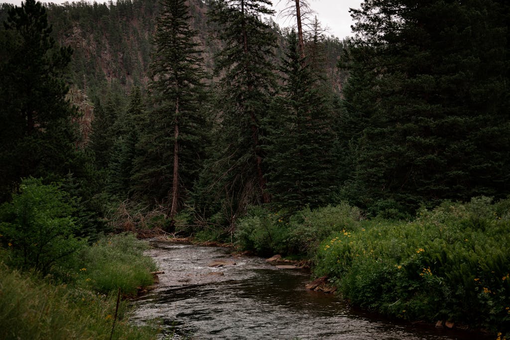 A peaceful stream flows through a dense forest with tall conifers and vibrant greenery.